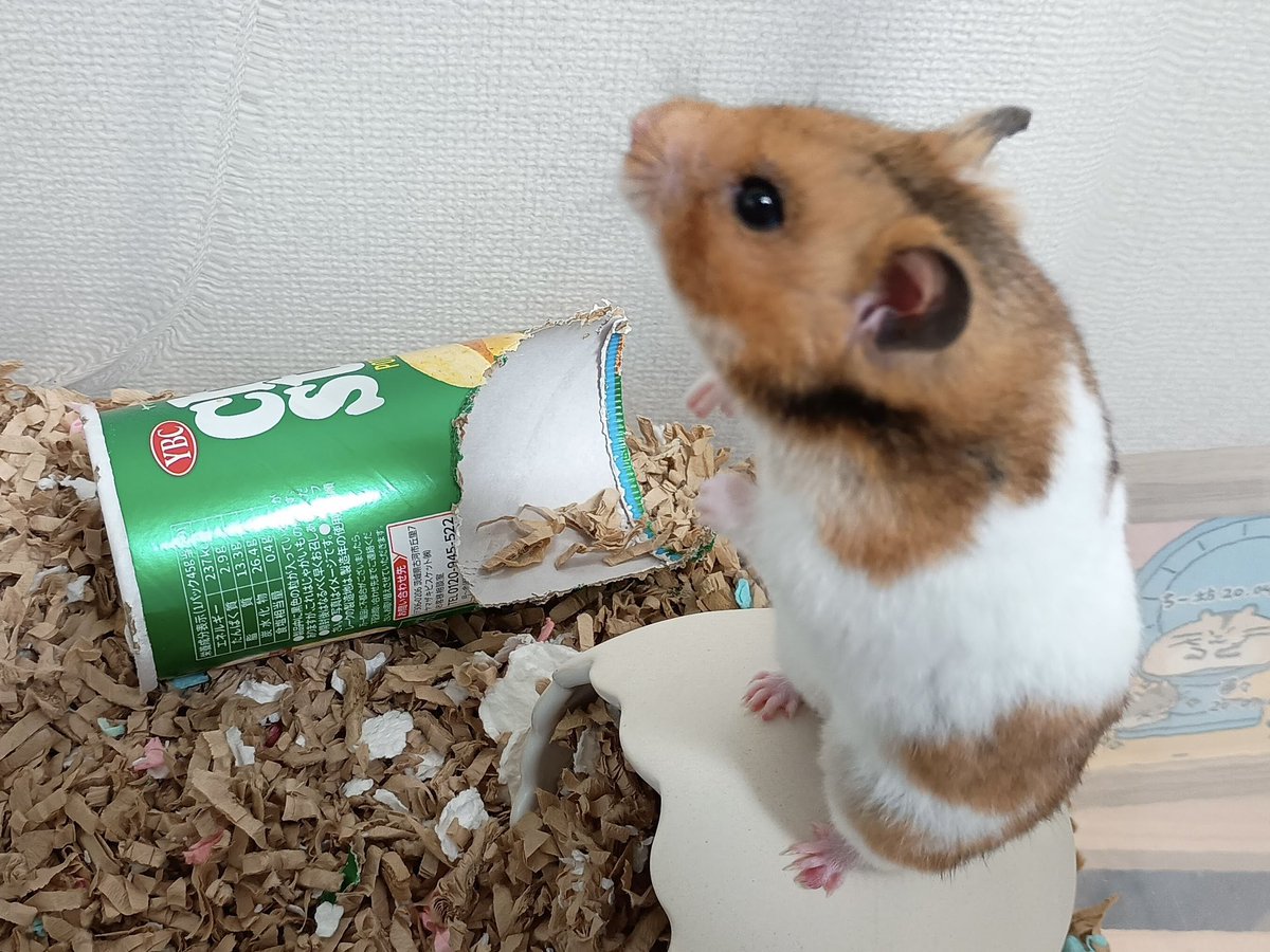 ham_edia's tweet photo. ハムメディア里親募集中🐹

元気な男の子、くぬぎくんです😊
夜になると準備万端🐾毎日運動会を繰り広げています💨

かわいい子たちが幸せになるのを待ってます。
よろしくお願いいたします。
#HAM172
#保護活動
#ハムスター
#里親募集中

https://t.co/HyD76usm5r https://t.co/q2o4LkVOCc