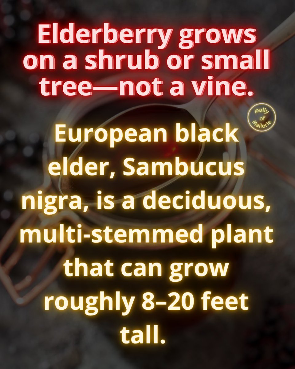 MallyofMallorie's tweet photo. Two Herbal Ingredients. One Plant. 🌿

Elderflower and elderberry are two stages of the same plant: pale blossoms appear first, followed by dark berries later in the season.. https://t.co/3mP7oe6stO