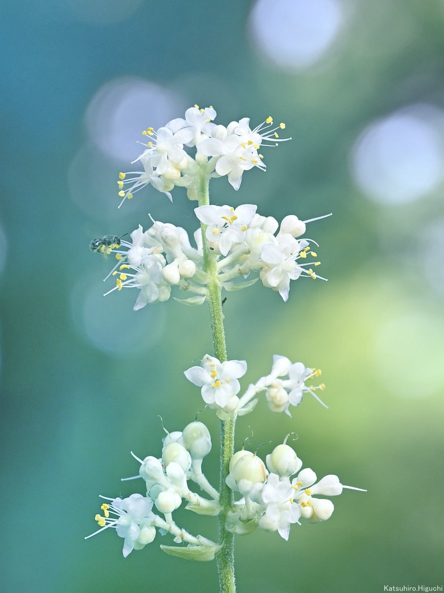 katsuhiro_86's tweet photo. ヤブミョウガ

花言葉は

『謙虚な美徳』

派手ではないけれど
ずっと見ていられる可愛らしさ
朝に咲いて午後にはしぼむ　
可愛い一日花です https://t.co/YNQ1BtPvvQ