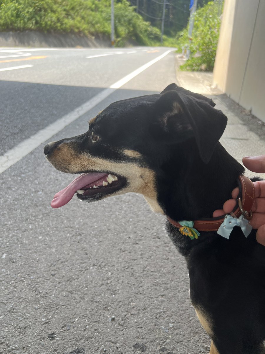Lucea821's tweet photo. 迷い犬を保護しました。
警察に引き継ぎましたので
その後は「御船保健所」預かりになるそうです。
発見場所は熊本県山都の九州自動車道、山都中島東インター入口付近です。
犬種は不明のメスで中型犬になります。
すごく人懐こい犬です。

#拡散希望
#迷い犬
#熊本県
#犬探して
#山都 https://t.co/pUWHPexGZz