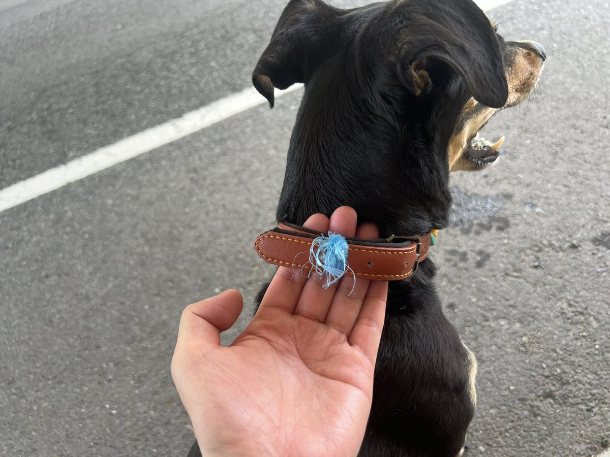 Lucea821's tweet photo. 迷い犬を保護しました。
警察に引き継ぎましたので
その後は「御船保健所」預かりになるそうです。
発見場所は熊本県山都の九州自動車道、山都中島東インター入口付近です。
犬種は不明のメスで中型犬になります。
すごく人懐こい犬です。

#拡散希望
#迷い犬
#熊本県
#犬探して
#山都 https://t.co/pUWHPexGZz