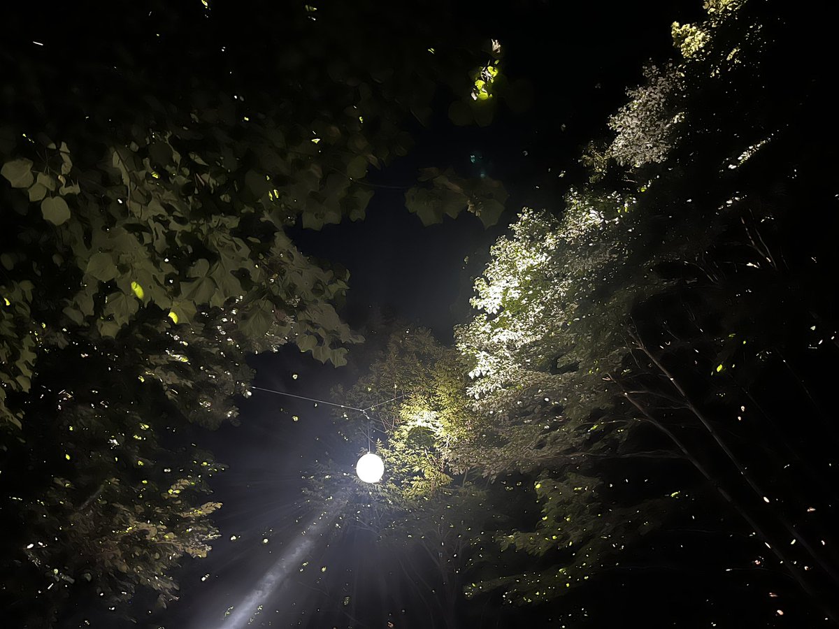 kuzirt's tweet photo. フジロックの住人と空 https://t.co/IZCXx0WjXK