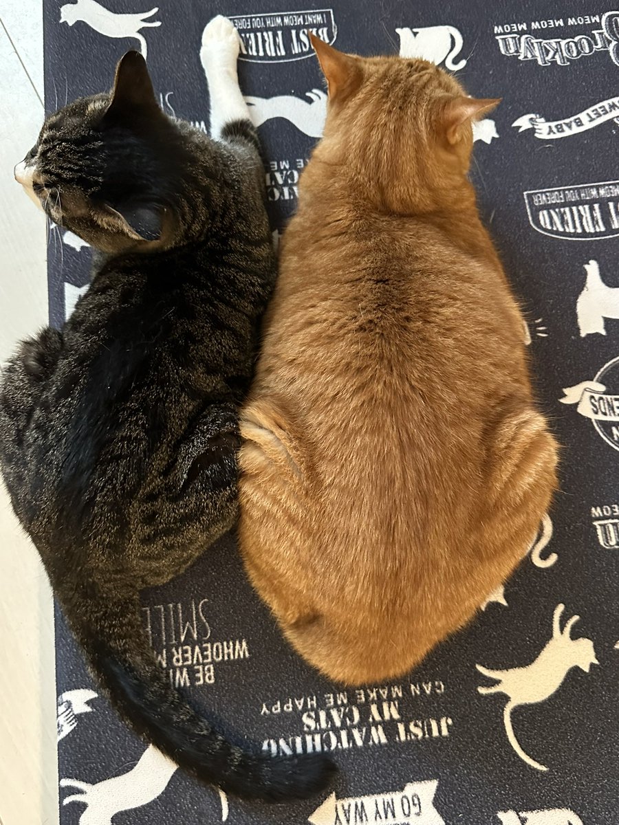 Salt_0115_'s tweet photo. うちのビフォアフもなかなかです🤣🤣🤣
茶トラってホントどのご家庭も大体大っきいんだなぁ🤭︎
可愛いわぁぁぁ🫶 https://t.co/71dcvfw2p5