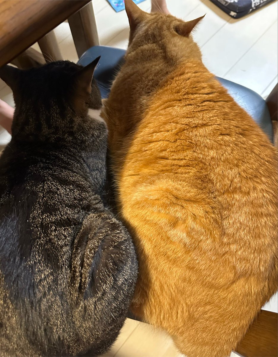 Salt_0115_'s tweet photo. うちのビフォアフもなかなかです🤣🤣🤣
茶トラってホントどのご家庭も大体大っきいんだなぁ🤭︎
可愛いわぁぁぁ🫶 https://t.co/71dcvfw2p5