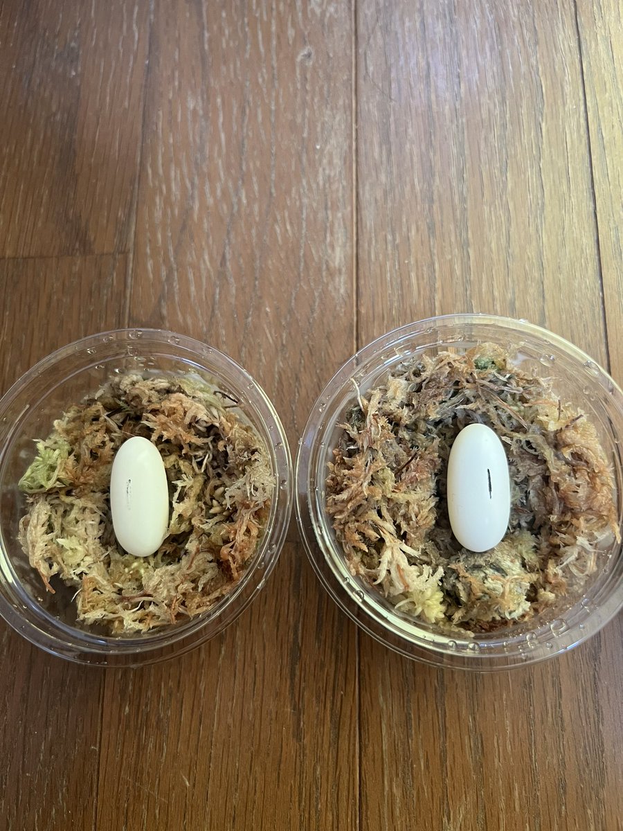 blank30731's tweet photo. ファーストクラッチ！
有精卵だと良いなぁ🥚 https://t.co/QpPzndKPwp