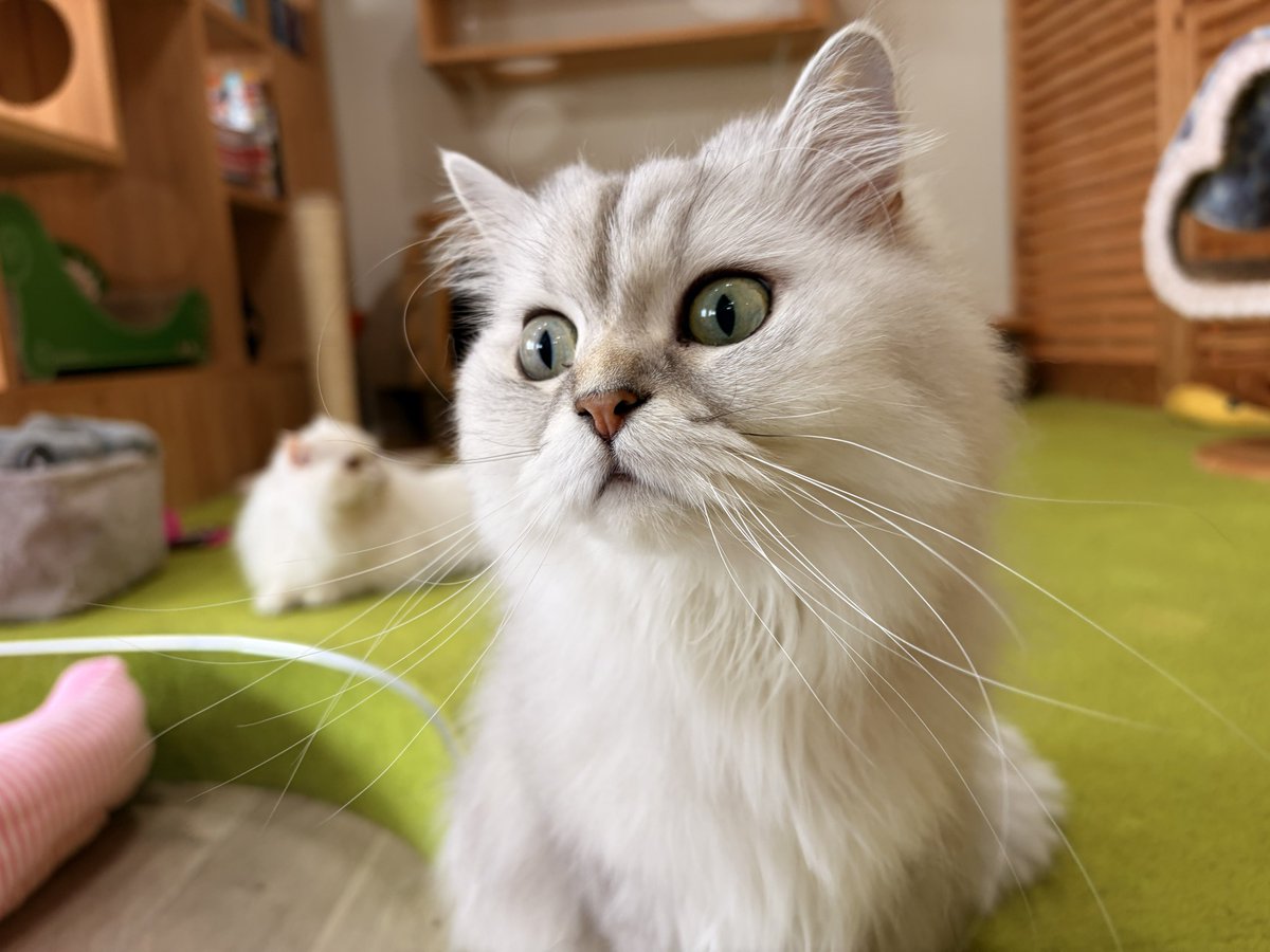 rinorino_neco's tweet photo. おはようございます☀️
猫カフェにあにゃあOPENです🥳 
本日も元気に営業しております✨️
 #猫カフェにあにゃあ https://t.co/I6CpRhlyOf