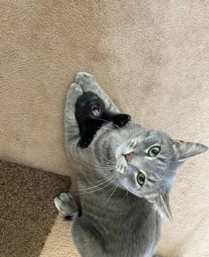 FurBabyVibes's tweet photo. AAAAAAAAAA https://t.co/YP38jviuAQ