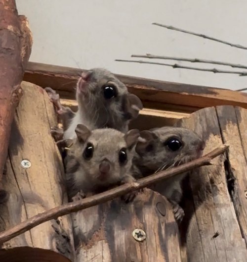 obizoo_official's tweet photo. 動物園日記
エゾモモンガが誕生しました！
 https://t.co/5fd10dIdn4

#おびひろ動物園 #obihirozoo 
#エゾモモンガ #モモンガ https://t.co/EwvgjYu2Gr