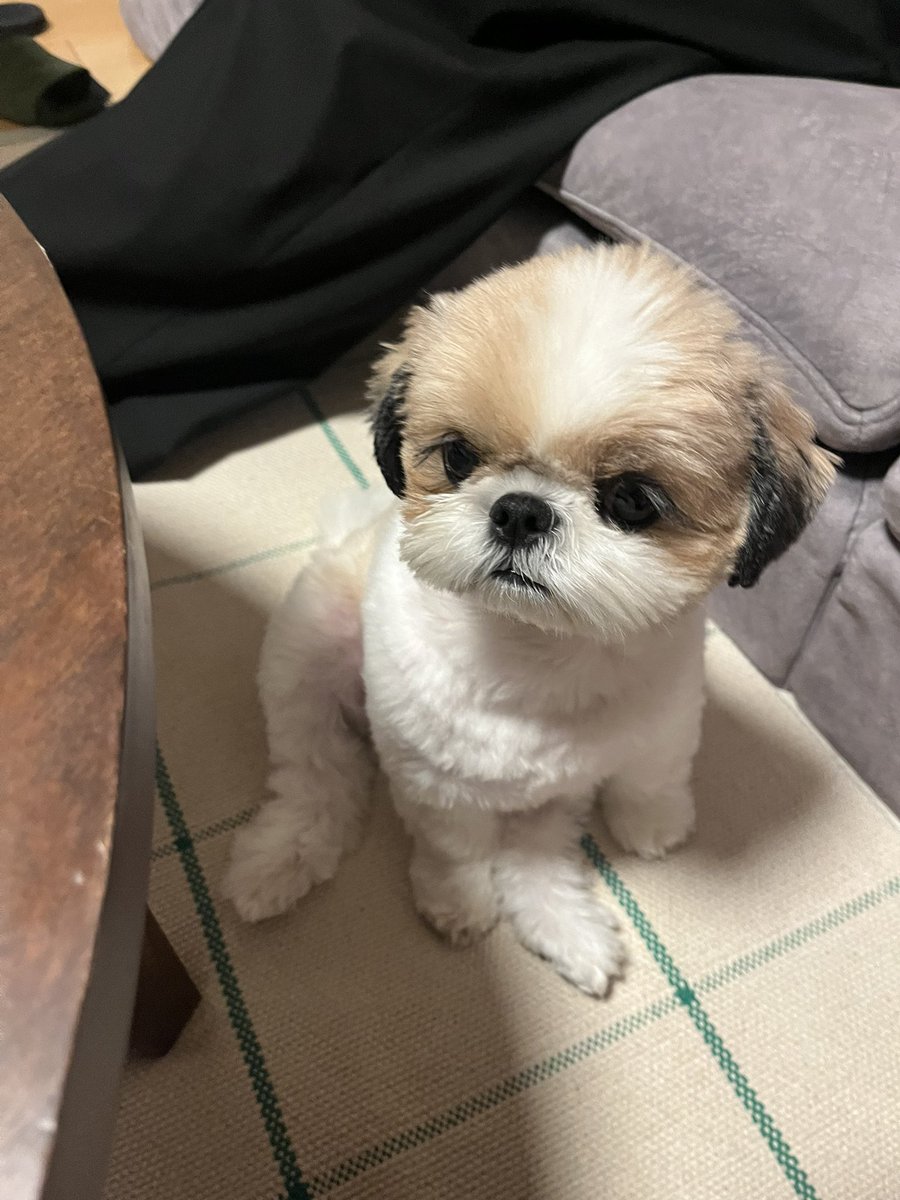 paopapipu's tweet photo. ﾎﾟﾆｮﾘ…… https://t.co/r54WKVotos