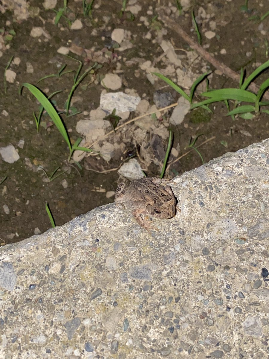 frog tweet media
