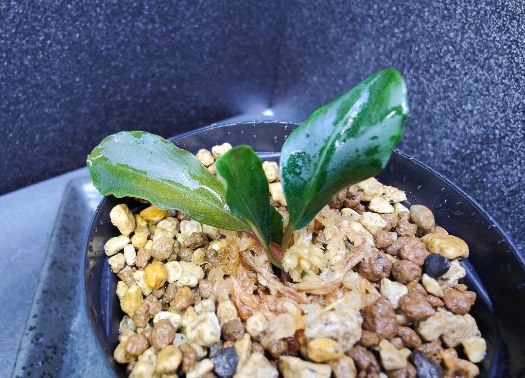 Bucephalandra sp.