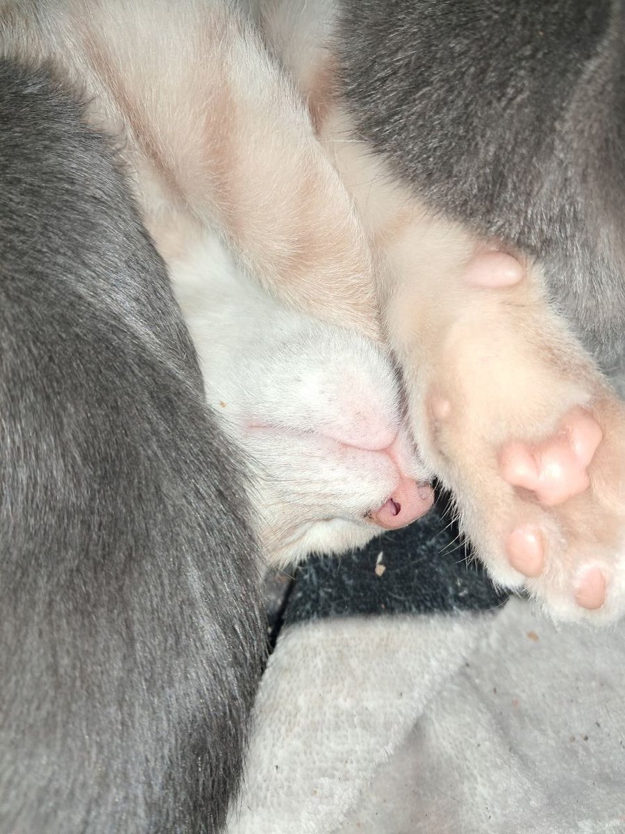 azaleashi's tweet photo. it's been a hard day bro can you pet me https://t.co/YcDSJMfgOK