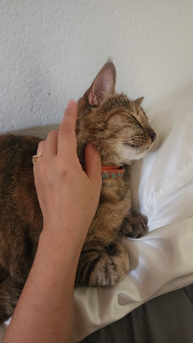 wanderlistic's tweet photo. I finished my first therapy session today. A lot of crying on my part. After it was over I heard a little meow behind me. https://t.co/xVZWRsbkYd