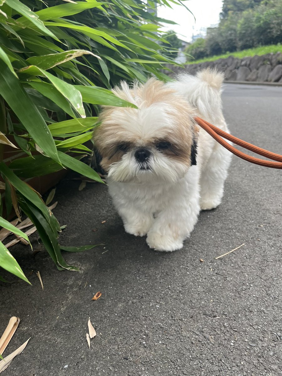 paopapipu's tweet photo. トリミング前のフワフワちゃん、慎ましい面持ち🦣 https://t.co/NhsQn7eTpp