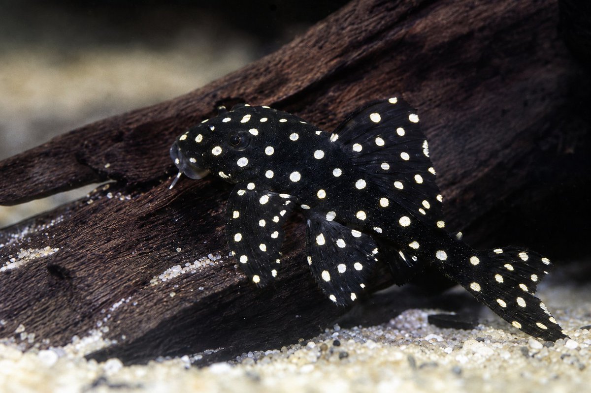 MelbTropFish's tweet photo. 🐟 L201 SNOWBALL PLECOS — ONLY $79.99 EACH!
🔥 UNBEATABLE QUALITY & PRICE 🔥
Also known as the Orinoco Angel Pleco, the L201 features a velvet-black body covered in brilliant white spots. Peaceful, hardy and full of personality, they enjoy exploring driftwood and caves once settled.
⚠️ Limited stock—get yours before they’re gone!
🚚 Buy live fish online with convenient door-to-door delivery:
https://t.co/yDWSgkBggN
📍 Melbourne Tropical Fish
Factory 2, 41–43 Sinclair Road, Dandenong VIC 3175
🕙 Open Friday–Tuesday
10:00 am–5:00 pm
#L201Pleco #SnowballPleco #PlecoForSale #BuyLiveFishOnline #LiveFishDelivery #TropicalFishMelbourne #MelbourneTropicalFish