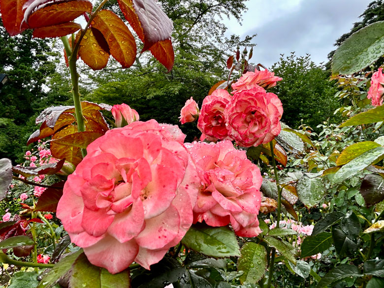 hanamakionsen_'s tweet photo. ✨🌹花巻温泉バラ園　開花状況（2026/7/25）🌹✨
https://t.co/ff4V9OGYjB 

雨上がりの涼しさを感じる花巻温泉バラ園。

くもり空の優しい光に包まれて、花びらに残った水滴がキラキラ輝いています✨

#バラ #開花状況 #岩手県 #花巻 https://t.co/eAyMbTxEQw