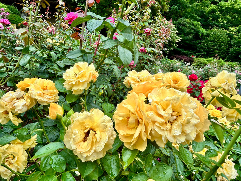 hanamakionsen_'s tweet photo. ✨🌹花巻温泉バラ園　開花状況（2026/7/25）🌹✨
https://t.co/ff4V9OGYjB 

雨上がりの涼しさを感じる花巻温泉バラ園。

くもり空の優しい光に包まれて、花びらに残った水滴がキラキラ輝いています✨

#バラ #開花状況 #岩手県 #花巻 https://t.co/eAyMbTxEQw