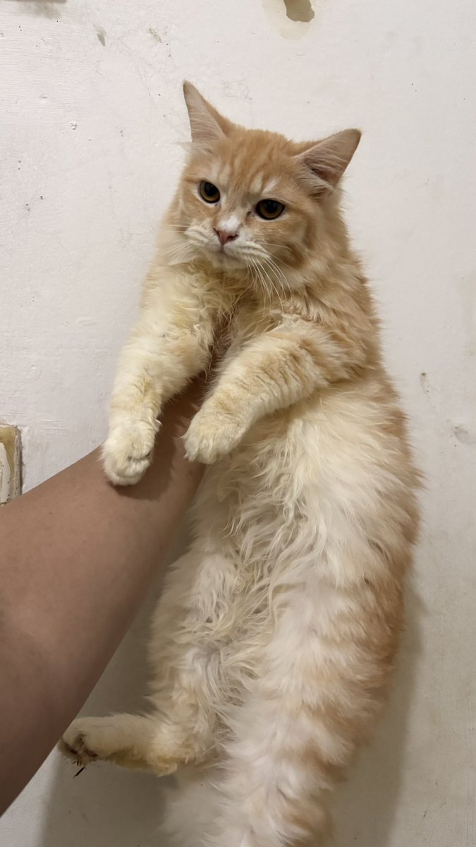 domawo_'s tweet photo. Hi pawrents! aku lagi bantu temenku open adopt kucing2nya

 ada jantan&amp;betina. Persia mix dom.

udh bisa pip &amp; pup di pasir udh minum obat cacing sehat&amp;aktif

Syaratnya: bener2 sayang dan mau rawat ya!
Dm yaa kalo minat
Dom Jaksel ya prefer diambil di tempat. 

Ps : free https://t.co/lyKiIsIzxA