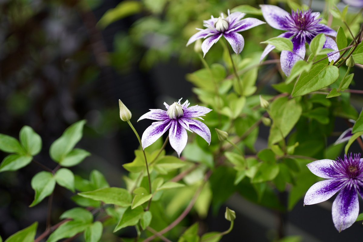 ooedoClematis's tweet photo. 大江戸家のクレマチス
二番花シリーズ
水面の妖精
暑くて花持ちがよくないですね
#クレマチス 
#水面の妖精 https://t.co/1g0pUftt2t