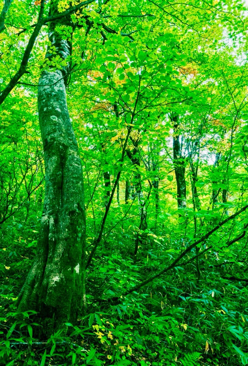 echigo_story's tweet photo. 🌿【夏でも涼しい✨新潟の穴場スポット】🌿

「暑すぎて外に出たくない…🥵」
そんな日におすすめしたいのが、糸魚川市にある蓮華温泉登山口周辺⛰️✨

標高約1,475mに位置するこの場所は、真夏でもひんやりとした空気が気持ちいい別世界🌬️🌿

木々に囲まれた深い森からは澄んだ空気が流れ、深呼吸するだけで心までリフレッシュ🍃😌

登山を楽しむ人はもちろん、ドライブの途中に立ち寄るだけでも癒やされる絶景スポットです🚗✨

「新潟最後の秘境」と呼ばれることもあるほど、豊かな自然がそのまま残る特別な場所🏞️💚

街の暑さを忘れて、涼しい風と大自然に包まれる贅沢な時間を過ごしてみませんか？🌲✨

今年の夏は、エアコンだけじゃない”天然の涼しさ”を体感しに行こう😊❄️

📍あなたが知っている新潟の「涼スポット」もぜひコメントで教えてください👇✨