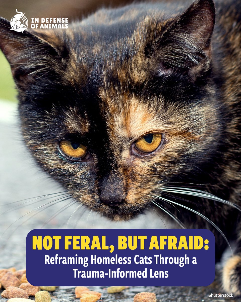IDAUSA's tweet photo. Discover a new perspective on homeless #cats. This thoughtful blog explores how trauma can shape behaviorโand why compassion begins with understanding.
Read more & rethink what we call "feral" https://t.co/818kzGO7Tw
RT & support https://t.co/dDDFsOWtaQ
#CommunityCats #CatRescue https://t.co/6xpccsvJ5V