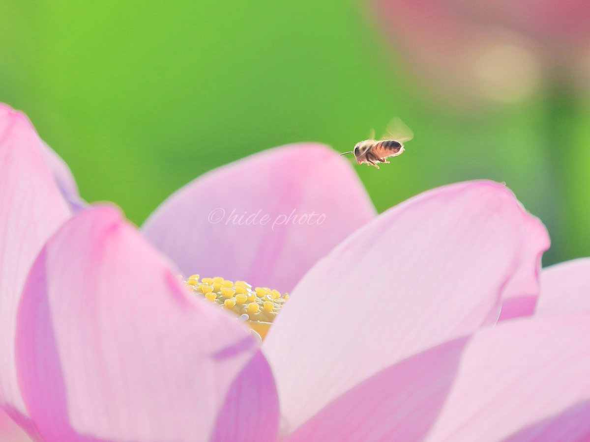 HIDE57268263's tweet photo. ブーン🐝　その2

#花　#蓮　#ハス　#蜂　#ハチ　#蜜蜂　#ミツバチ　#EOS https://t.co/qV3NmjBplj
