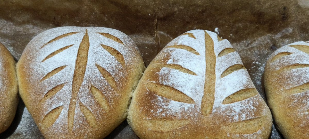 jandlhome's tweet photo. Just had the coziest weekend baking session with my sourdough starter ! Watching it rise, kneading with flour dust on my hands, and biting into that warm, tangy loaf straight from the oven—pure joy. Small wins hit different! https://t.co/3aNLR7R6ri