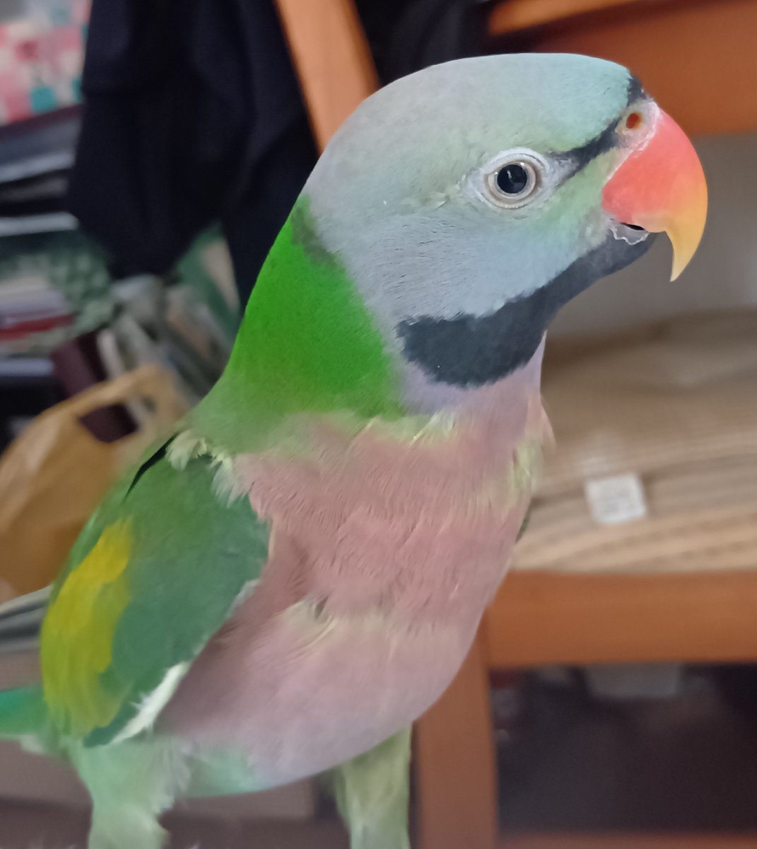Mintomohumohu's tweet photo. #ダルマインコ

　　　　　　　＼　飯時では?　／ https://t.co/IlqxsHMhVn