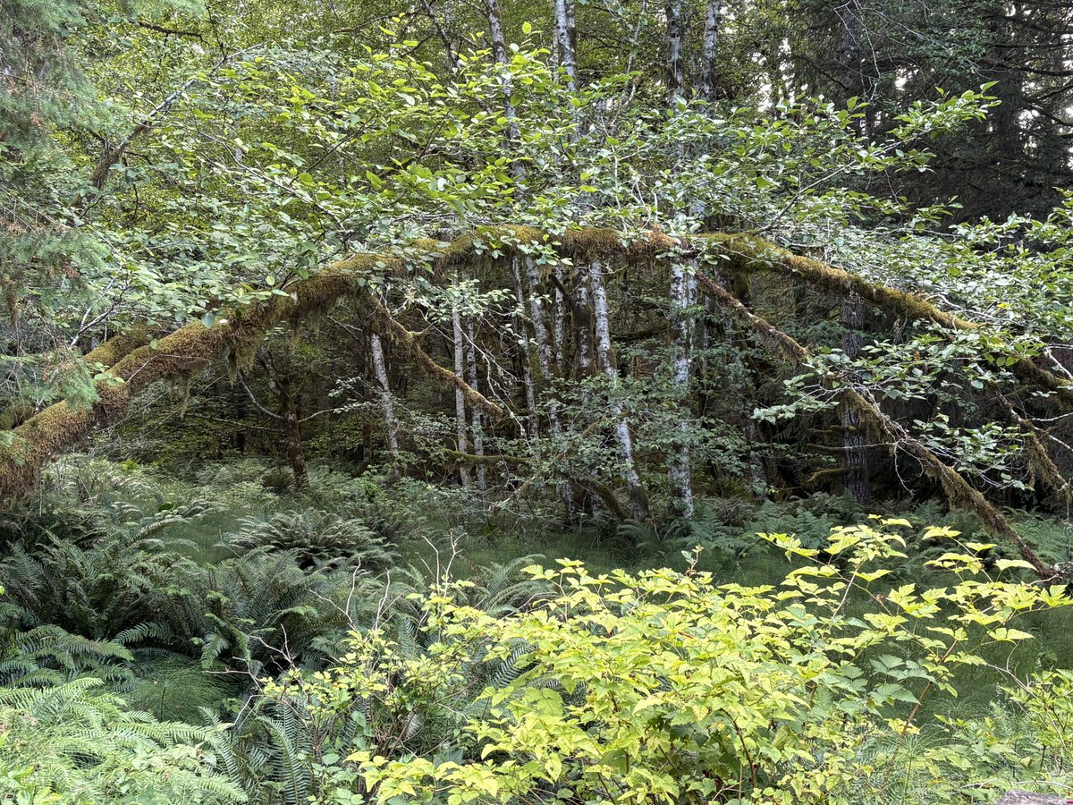blodgrevinnen's tweet photo. I LOVE NATURE https://t.co/Da7rIgKwS3