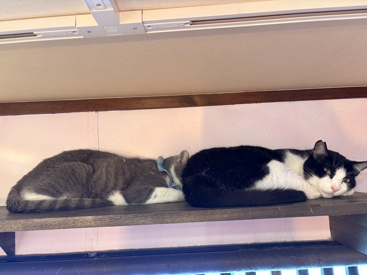 kamiitanyanko's tweet photo. 上板にゃんこ亭12時OPEN です😺

探検中のかがりとしぐれ🌸
まったりジムニー🌼
皆さまを待っているゴロリン🍀
ちぶるにくっついてるるるお🌺

ぜひ遊びにいらしてください🐾
☎️ 0362810382 https://t.co/pvVIKGJVlc