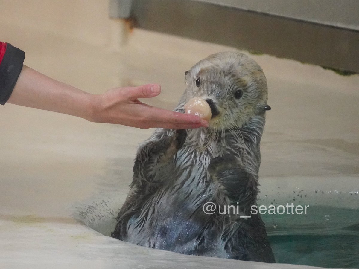 uni_seaotter's tweet photo. こ、これは、キラのホタテですね？✨

#鳥羽水族館
#ラッコ https://t.co/VJHqHQNBVT