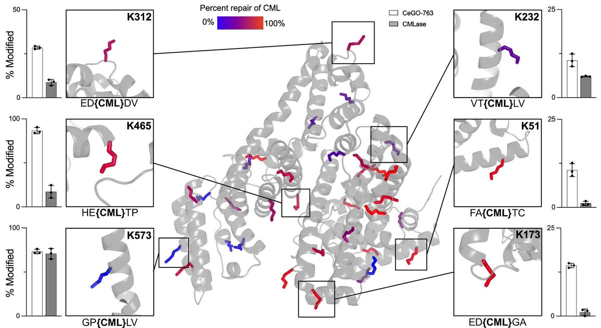 SciTechera's tweet photo. BIG ANTI-AGING PROGRESS:

Scientists just reversed a form of molecular aging once thought permanent. 🤯!

"For decades, scientists believed Nε-carboxymethyllysine (CML), one of the most common Advanced Glycation End Products (AGEs) that accumulates on our proteins with age, was essentially irreversible."

But not anymore!

"Researchers just engineered CMLase, the first enzyme designed to repair this age-related damage by removing CML and restoring the protein's original lysine residue."

The results were remarkable:

> 55% reduction of CML in aged human skin
> 70% reduction in elderly human arteries
> 45% reduction in a 64-year-old human lens

Even more striking, CML levels in treated aged skin fell below those measured in skin from a 31-year-old donor.

"Instead of replacing cells or slowing future damage, CMLase directly repairs proteins that have accumulated decades of chemical aging. It's the first demonstration that this type of molecular damage can be enzymatically reversed in naturally aged human tissues."

This breakthrough could open an entirely new frontier in rejuvenation biotechnology.