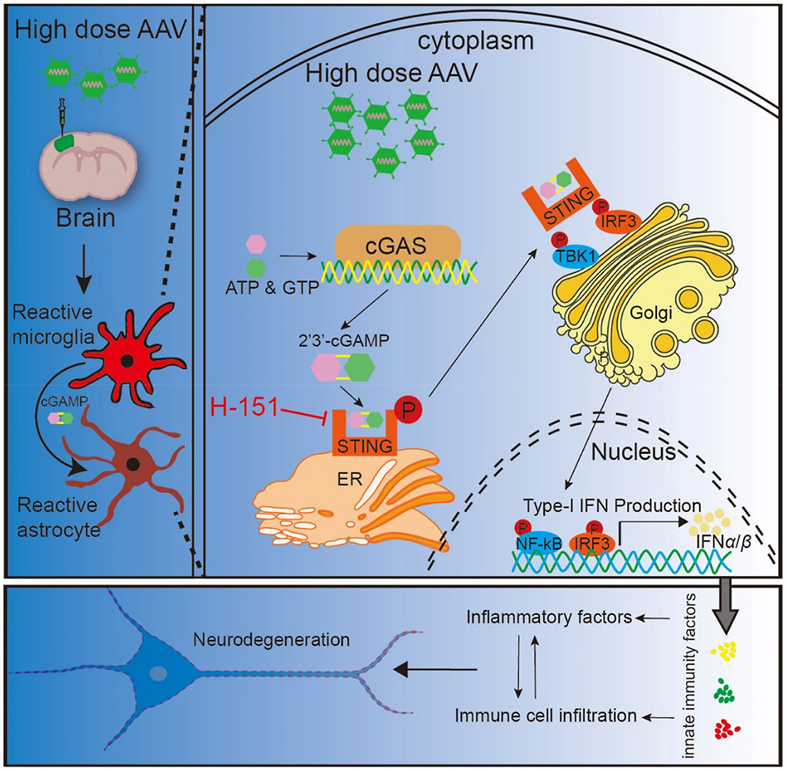 ActaPharmSinB's tweet photo. Article✍️Attenuating #AAV-triggered #innate #immunity in the adult #mouse #nervous system via #cGAS–#STING pathway inhibition. From Dr. Wu @JinanUniversity; @Sciencedirect; @ElsevierConnect. 
https://t.co/9244OYPDFf. https://t.co/2nmUtSjwhB