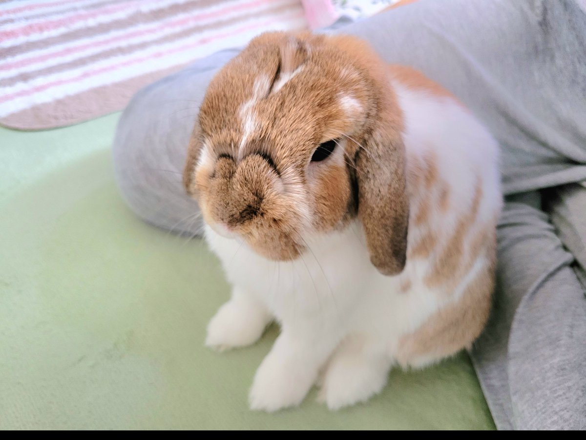 うさぎ