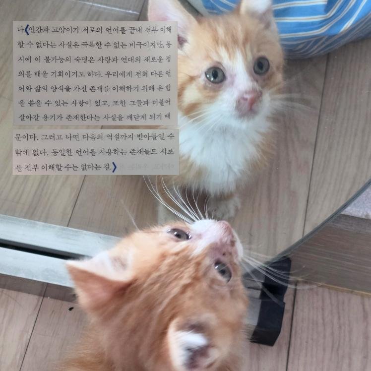 기역씨 tweet media