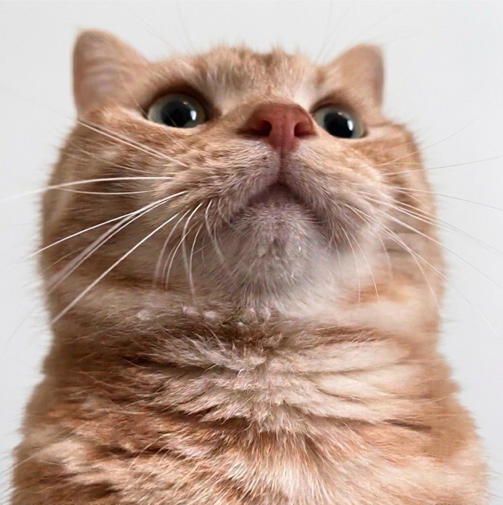 MASASHI_Pi_suke's tweet photo. 水分補給を忘れずに🚰🐈 https://t.co/mC25NtaJoq