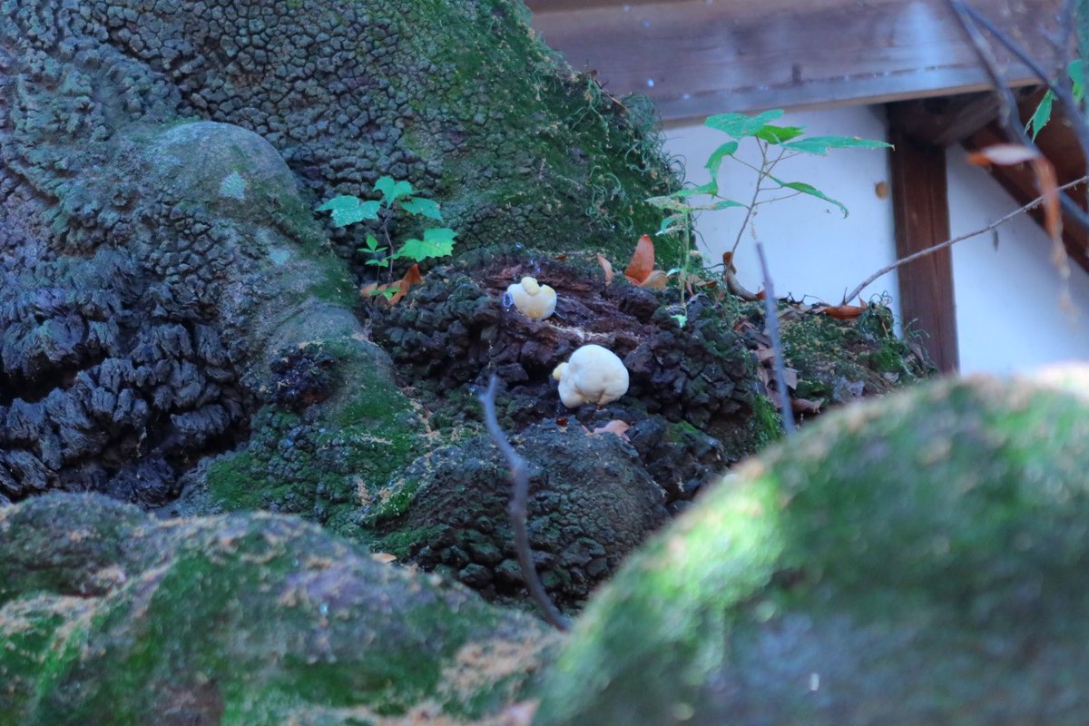 goriburo's tweet photo. 神社の御神木にコダマいた笑
めっちゃ笑顔や笑 https://t.co/FGyflleeGM