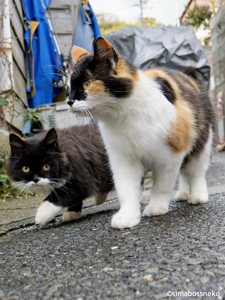 simabossneko's tweet photo. 三毛さんについて行く✨
Following the Calico Cat 🐾

#猫 #cat #秋に撮影 https://t.co/wEunh1RyQS