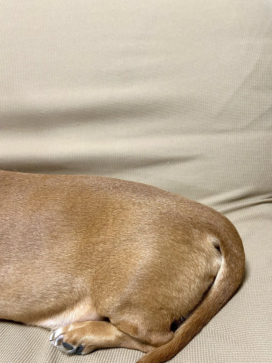 staff_no_kimura's tweet photo. 暑くて胴が伸びてる次郎くん🐶 https://t.co/PlIX5ZmK0h