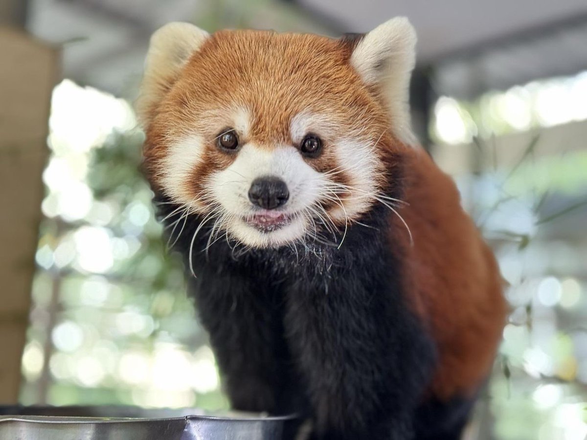 KhaokheowZoo's tweet photo. มาจ้า มาเป็น “ซูคีปเปอร์”ดูแลน้องแพนด้าแดงแบบใกล้ชิด💛 กิจกรรม✨ Zoo Keeper Insight : Red Panda Edition

🍎 สัมผัสเรียนรู้พฤติกรรมและชีวิตของ “น้องแพนด้าแดง”
เข้าร่วมเตรียมอาหารสุดโปรดของน้องสัมผัสเบื้องหลังการดูแลสัตว์จริงร่วมสังเกตและมีส่วนร่วมในช่วงให้อาหาร (ภายใต้การดูแลอย่างใกล้ชิด)
📸 ไฮไลต์ ถ่ายภาพสุดเอ็กซ์คลูซีฟกับน้องแพนด้าแดงพร้อมของที่ระลึก
🌿 เพราะนี่ไม่ใช่แค่ “ความน่ารัก” แต่คือการเปิดประสบการณ์เรียนรู้
และร่วมเป็นส่วนหนึ่งในการอนุรักษ์สัตว์ป่า

✅สอบถามและร่วมกิจกรรม 038 318444 ต่อ 213 
 หรือเพจ โปรโมชั่นสวนสัตว์เปิดเขาเขียว 

#แพนด้าแดง #ZooKeeper #RedPanda #สวนสัตว์เปิดเขาเขียว