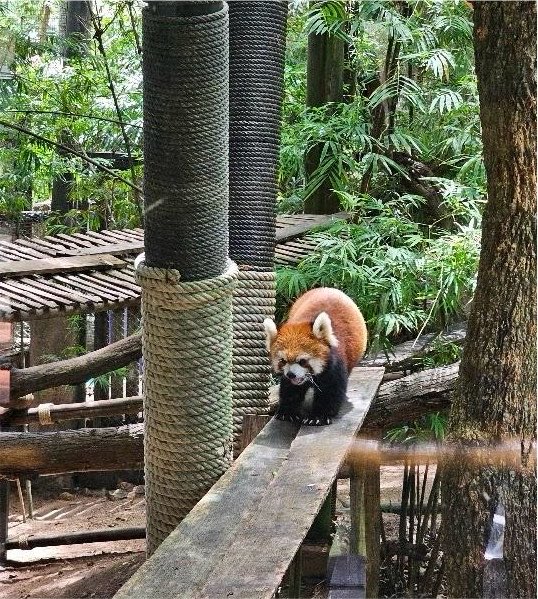 KhaokheowZoo's tweet photo. มาจ้า มาเป็น “ซูคีปเปอร์”ดูแลน้องแพนด้าแดงแบบใกล้ชิด💛 กิจกรรม✨ Zoo Keeper Insight : Red Panda Edition

🍎 สัมผัสเรียนรู้พฤติกรรมและชีวิตของ “น้องแพนด้าแดง”
เข้าร่วมเตรียมอาหารสุดโปรดของน้องสัมผัสเบื้องหลังการดูแลสัตว์จริงร่วมสังเกตและมีส่วนร่วมในช่วงให้อาหาร (ภายใต้การดูแลอย่างใกล้ชิด)
📸 ไฮไลต์ ถ่ายภาพสุดเอ็กซ์คลูซีฟกับน้องแพนด้าแดงพร้อมของที่ระลึก
🌿 เพราะนี่ไม่ใช่แค่ “ความน่ารัก” แต่คือการเปิดประสบการณ์เรียนรู้
และร่วมเป็นส่วนหนึ่งในการอนุรักษ์สัตว์ป่า

✅สอบถามและร่วมกิจกรรม 038 318444 ต่อ 213 
 หรือเพจ โปรโมชั่นสวนสัตว์เปิดเขาเขียว 

#แพนด้าแดง #ZooKeeper #RedPanda #สวนสัตว์เปิดเขาเขียว
