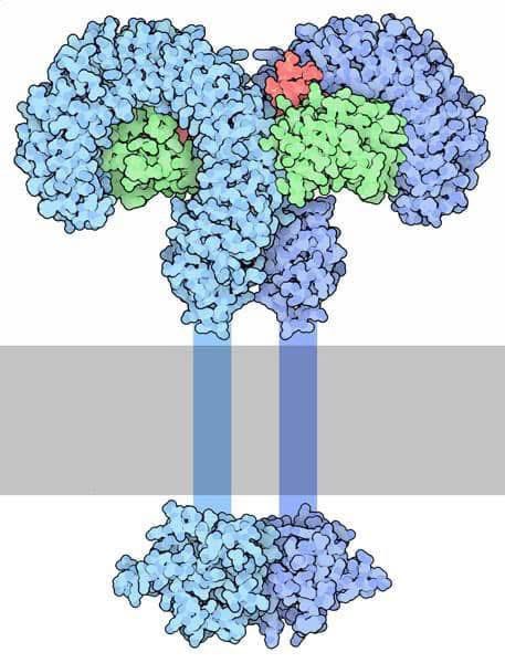 ScienceWDrDoug's tweet photo. The complexity and sophistication of our immune system is off the charts. Our immune system can be divided into two categories: innate immunity and adaptive immunity. 

We are born with innate immunity, which is hardwired into our genetic code, and provides our body with a rapid defense response from the time we are born. 

One component of our innate immunity is mediated by a class of proteins termed Pattern Recognition Receptors (PRRs). PRRs can recognize specific molecular features and patterns that are associated with foreign invaders, such as bacteria and virus. 

A particular subclass of PRRs are the proteins known as the Toll Like Receptors (TLRs). The human genome encodes a variety of different TLRs, each having a unique ability to recognize a specific pattern that is associated with pathogens. 

Humans have 10 different TLR proteins that are expressed on the surface of a variety of different types of immune cells and epithelial cells. The image below is a molecular model of Toll Like Receptor 4, which recognizes a certain molecule associated with bacteria called lipopolysaccharides. 

The red portion of the model is the lipopolysaccharide which is bound to the TLR. Each of the 10 different TLR proteins recognize a different feature associated with foreign pathogens (for example, TLR5 recognizes the molecular patterns associated with the bacterial flagella)

After the TLR binds to the bacterial or viral molecule it is tuned to recognize, it forms a dimer (meaning that two TLRs come together), and this dimerization initiates a signal that is amplified in the immune cell. 

This signal initiates a program in the immune cell, which involves activating genes that are associated with the host defense and the inflammatory response. This complex set of events, when executed, results in clearing of the foreign pathogen. 

Pattern Recognition Receptors, like the TLR proteins, are able to discriminate between self and a foreign invader. That’s a pretty sophisticated trick. 

This system is absolutely necessary for survival from day one. Without this system in place, we would die within days of being born from just the normal bacteria that are present in our environment.