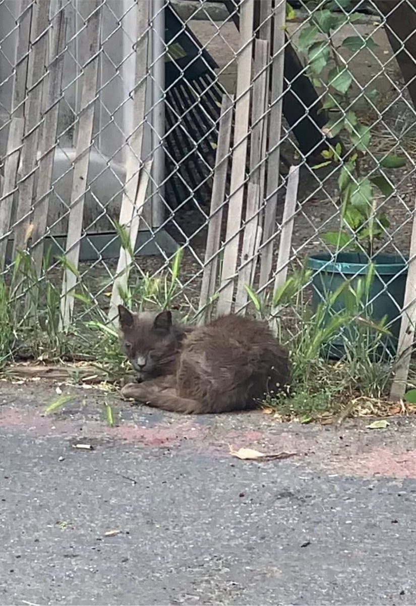 feederofcats's tweet photo. to all the humans who failed James Graybie in his life before we scooped him up... you missed out big time https://t.co/fG8tYDpixD