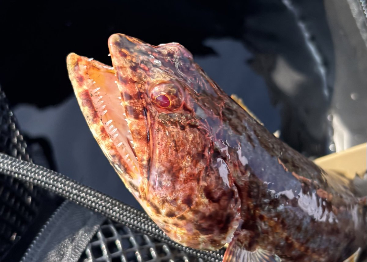 TdrTbTb's tweet photo. やっとアクションカメラで釣れるところ撮れた　
歯がいっぱいある魚が釣れた https://t.co/qfLfeOeTYt