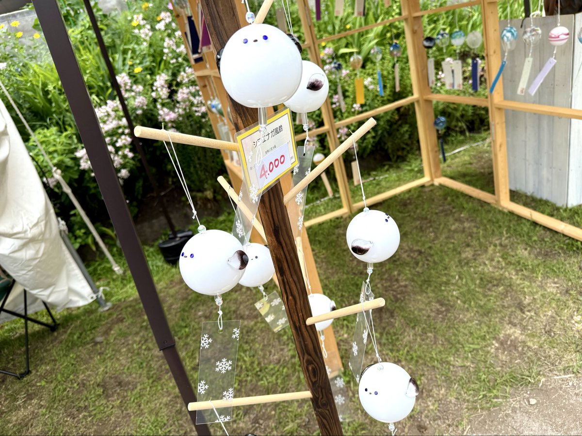 glass_art_Nplus's tweet photo. 小樽がらす2日目始まりました！
お近くにお越しの際は是非お立ち寄りください！
シマエナガも店舗価格より安くなってますよ！ https://t.co/OXMFpIIXeJ