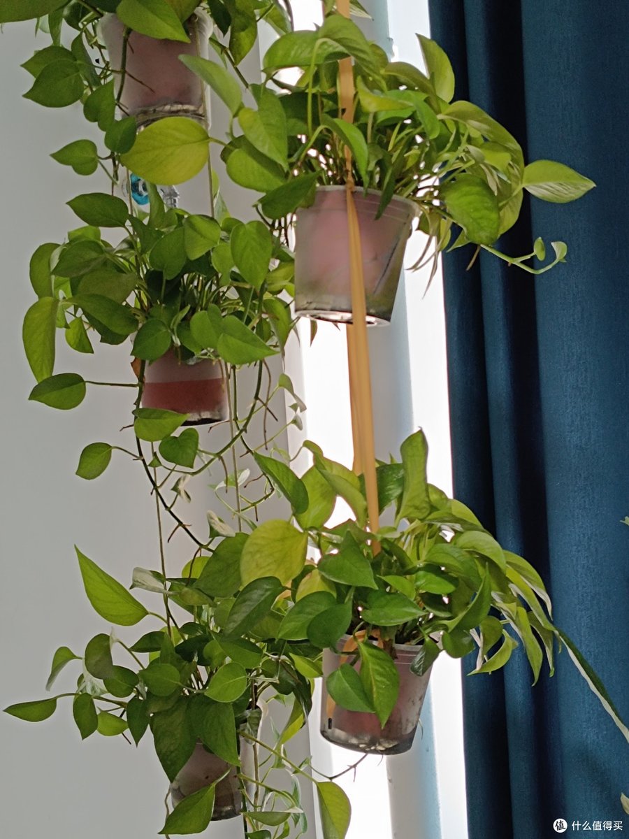 AnishaBielefeld's tweet photo. 入夏绿植怕“蒸桑拿”？现在移到散光通风处，浇水摸下土，干了再浇半透，别浇半截水，黄叶要剪，新手也能养出精神小盆栽～， https://t.co/4uEUArrxv4