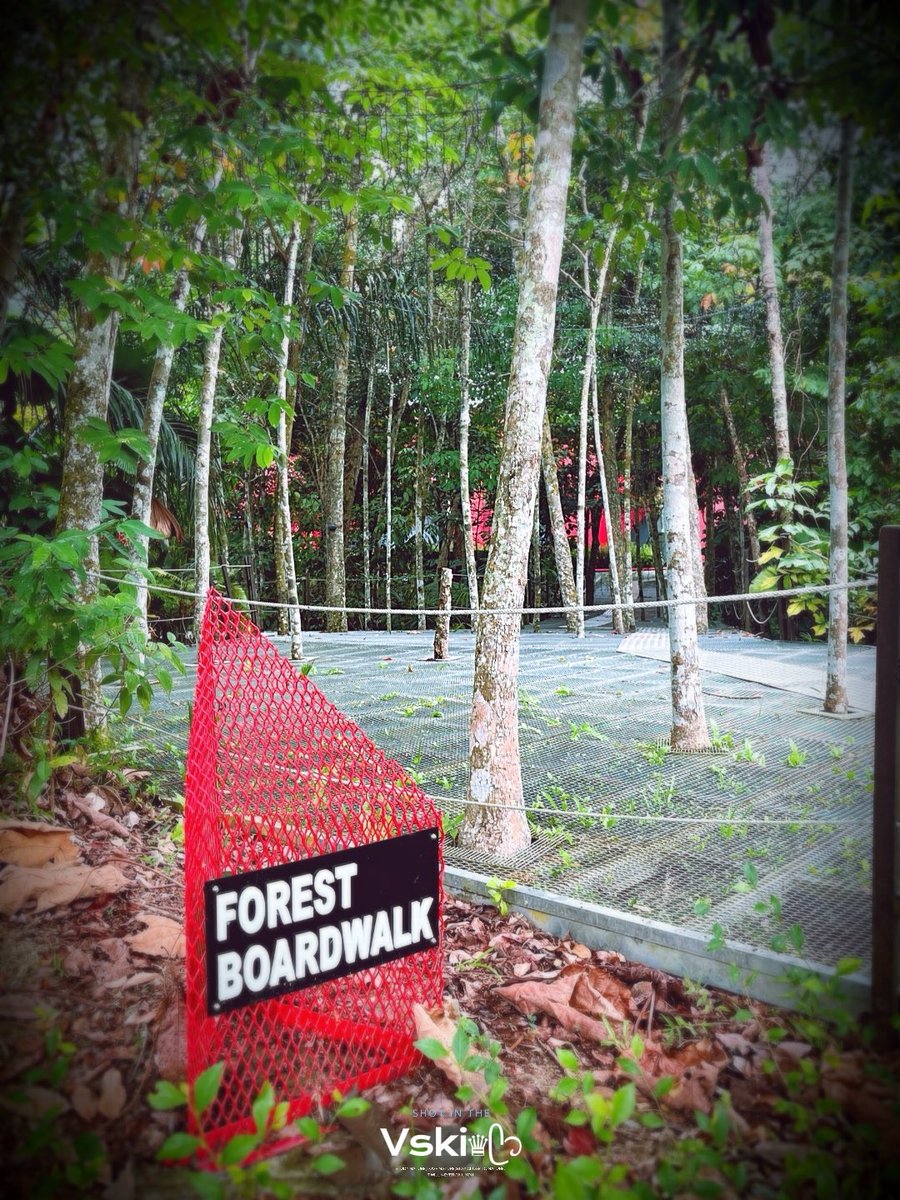 Vski_sky's tweet photo. “Walk righteously upon the earth and you shall be protected naturally.”
Into the woods…
Into the weekend…
#ForestWalk 🌳 https://t.co/FkvdqCxJZa