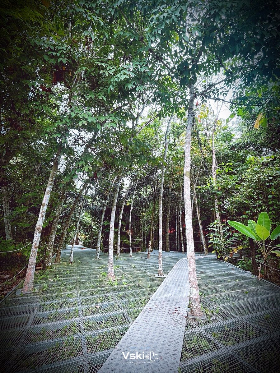 Vski_sky's tweet photo. “Walk righteously upon the earth and you shall be protected naturally.”
Into the woods…
Into the weekend…
#ForestWalk 🌳 https://t.co/FkvdqCxJZa