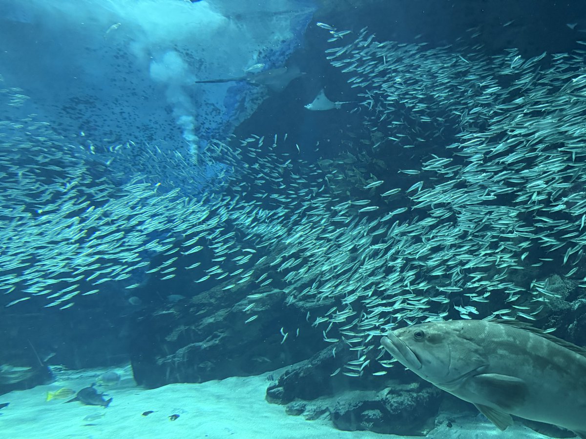 Vezery04's tweet photo. なんか今は夜の水族館もやってるっぽいですのー🙄 https://t.co/Zk8jvS8e8i
