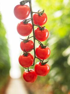 HBird40404's tweet photo. My tiny balcony now has my first homegrown veggies — a few cherry tomatoes! Small changes hit different https://t.co/f0ukIPWb3o